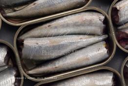 Image du Maroc Professionnelle de  Mise en boite des sardines fraiches dans une conserverie à Agadir, ville située au sud du Maroc, Vendredi 23 Août 2002. (Photo / Abdeljalil Bounhar) 